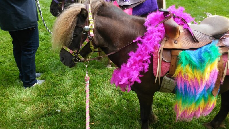 The Farm To Heart – Pony Rides and Portable Petting Zoo in Connecticut ...